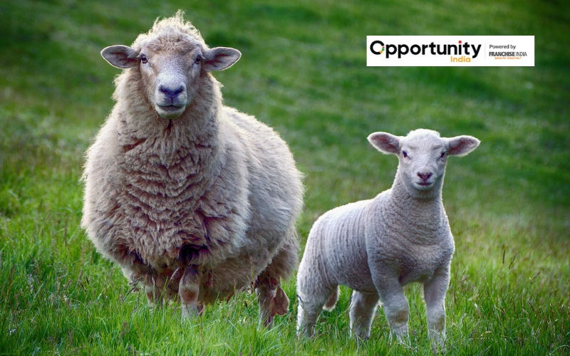 Sheep Farming Business Plan: Profit & Seps